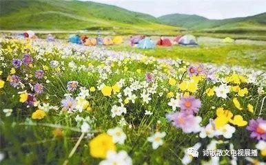 主播爆料花海视频,主播爆料视频背后的故事